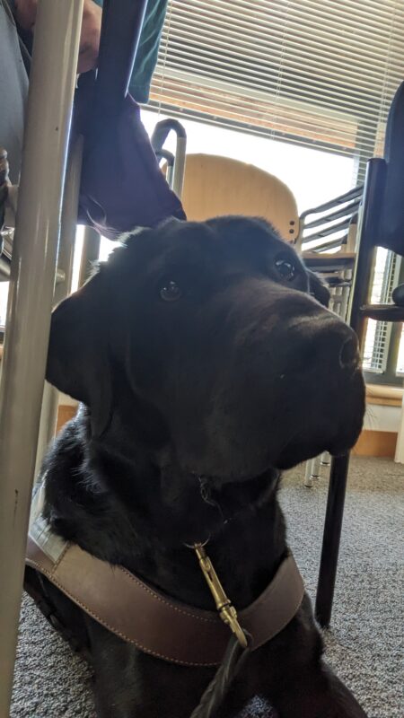 Captain, black lab, lays in her harness in a meeting room between two chairs. The picture is taken from directly in front of her and she is looking slightly off to the side.