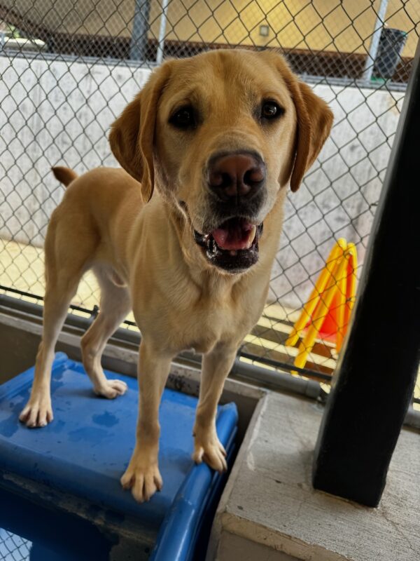 Eldon stands on top of a blue play structure in the community run area. There is a fence directly behind him and you can see yellow and orange obstacles on the other side. He is looking directly at the camera, with a relaxed expression on his face and his mouth slightly open.