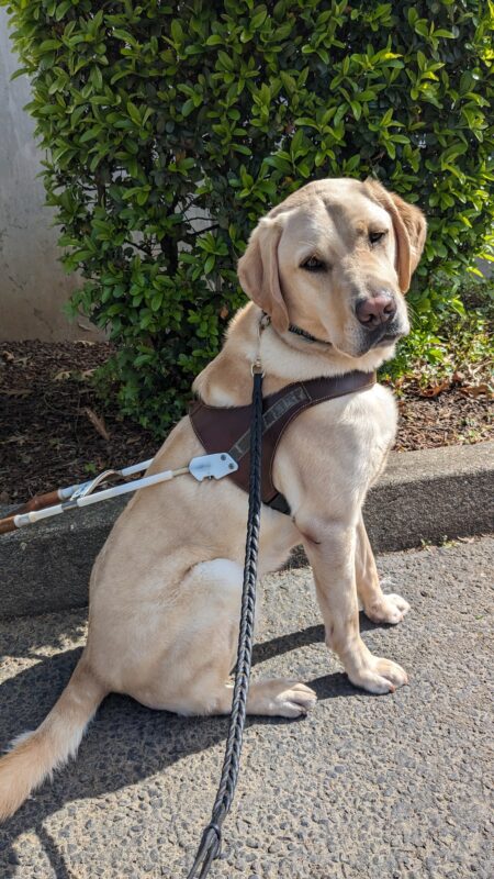 Eldon, yellow lab, sits on leash in the sun on a cement path. He is wearing his harness, turned sideways but with his head turned to look at the camera. Behind him is a bark chip filled planter with a green shrub.