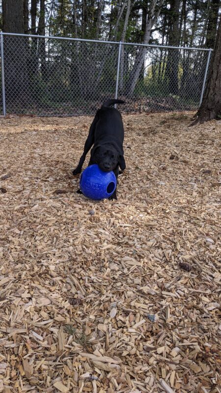 Roscoe is in the middle of a bark chip covered, fenced in, play area. His front end is down, with a blue jolly ball in his mouth and his hind end and tail are up in the air.