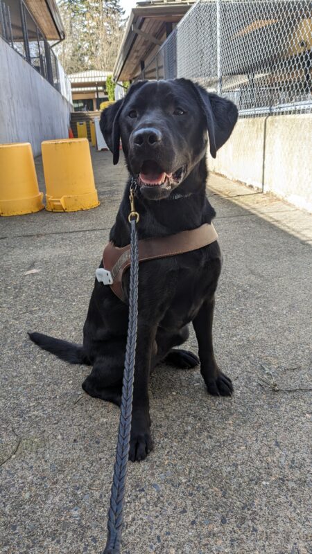 Roscoe, Black Labrador, sits on leash in his harness body looking directly at the camera. Behind him you can see a path stretching out set up with a yellow and orange guide work obstacle course.