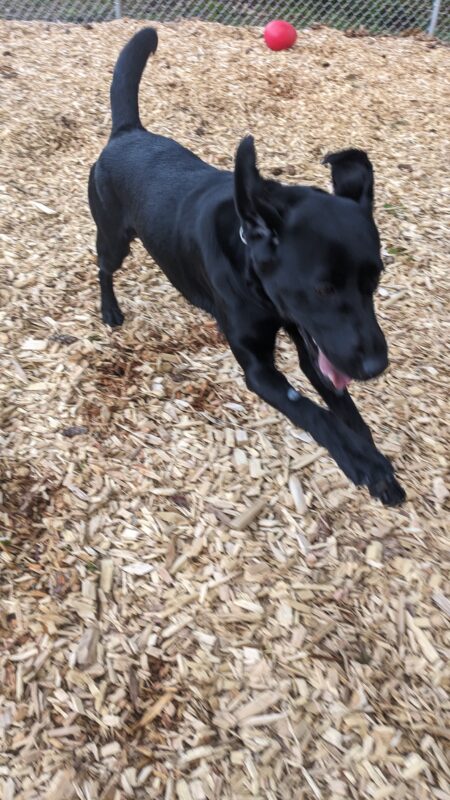 Wispy runs towards the camera in a fenced in area filled with wood chips. Her front feet are both slightly off the ground. Her tongue is sticking slightly out and both ears and her tail and sticking straight up in the air.