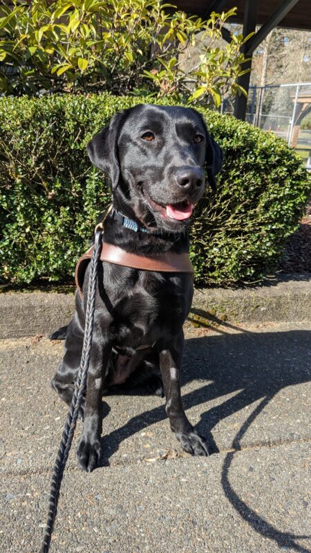 Wispy, a Black Labrador, sits on leash in her harness looking towards the camera. She is sitting on a cement path with green shrubbery behind her.