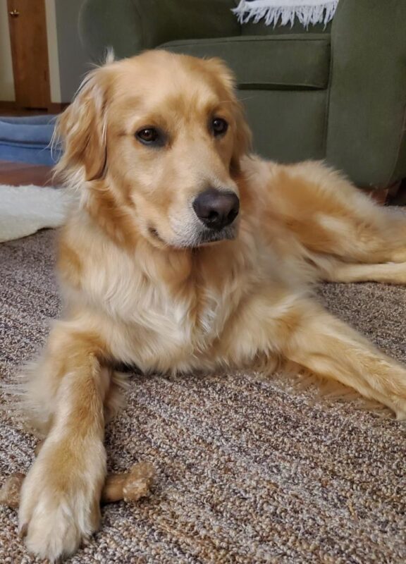 Bart is laying down on carpet looking at the camera. His paw is resting on his Benebone.