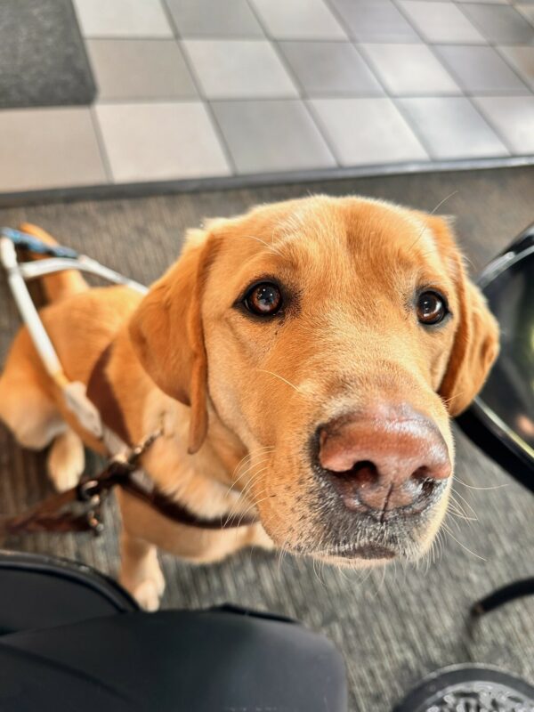Bea is sitting on a grey carpet with her harness on. She is looking up at the camera, which is zoomed into her cute nose.