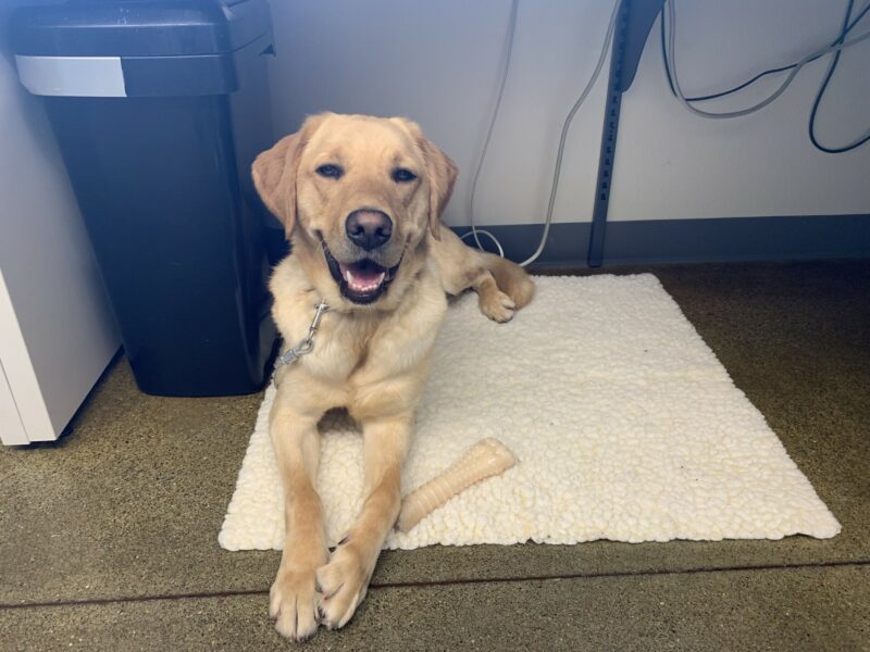 Becker lays calmly on a fleece pad with a Nylabone while enjoying some downtime in the office.
