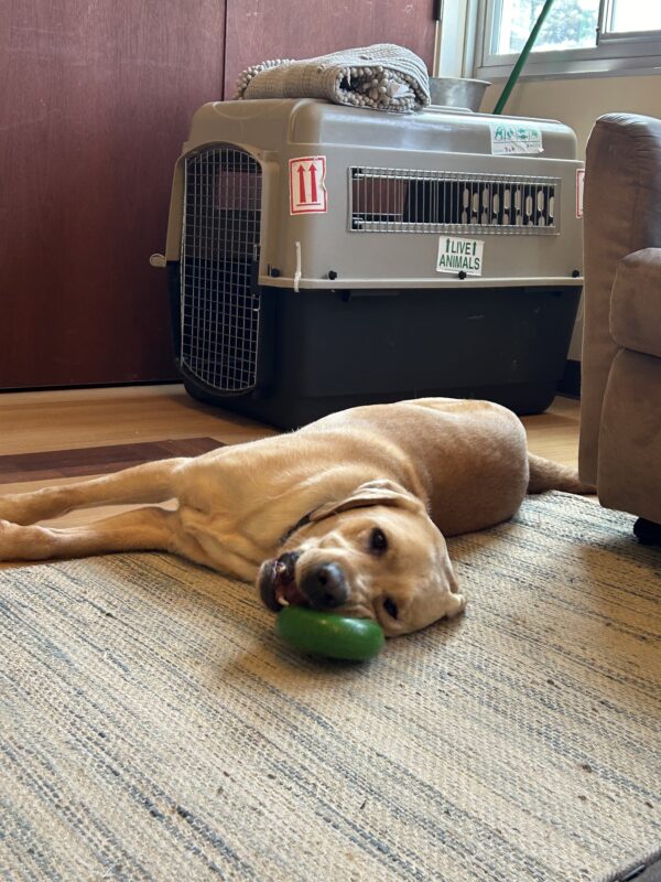 Belvedere is laying on his side,