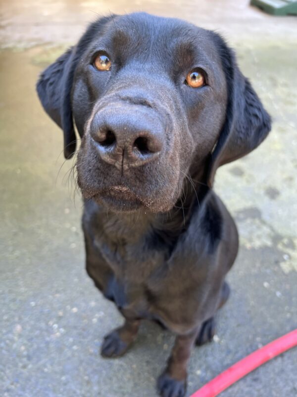 Stoic female black lab, Bryn, sits on the concrete on the community run play area. She is looking up intently at the camera, awaiting a treat for posing.