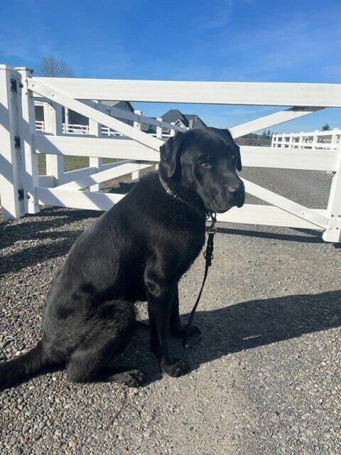 Black Lab Chandler sitting in front of  a gate at what looks like a farm. Sunny blue sky above