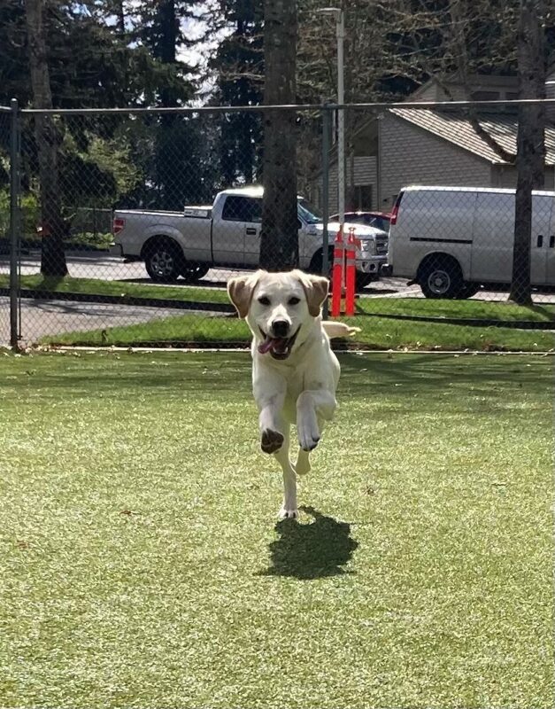 Cinda runs through a grassy play yard towards the camera. Her front feet are off the ground and her tongue flies out to one side as she runs.