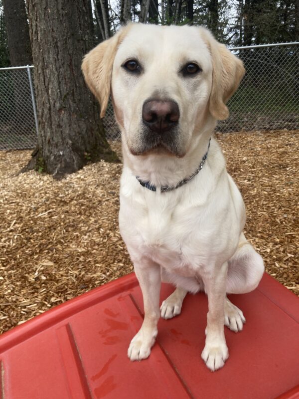 Cinda sits on top of a red play structure in a bark play yard. She looks directly into the camera with a look of perfect attention.