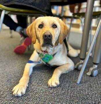 Yellow lab Cliff in his green service vest sitting under a chair in what looks to be a library