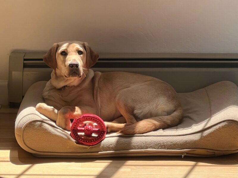 Delaney is laying on a soft dog bed facing the camera. There is a red toy on the bed in front of her.