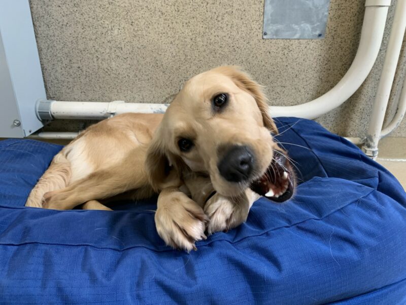 Diane lays on a plush blue bed with her head tilted while chewing a bone.