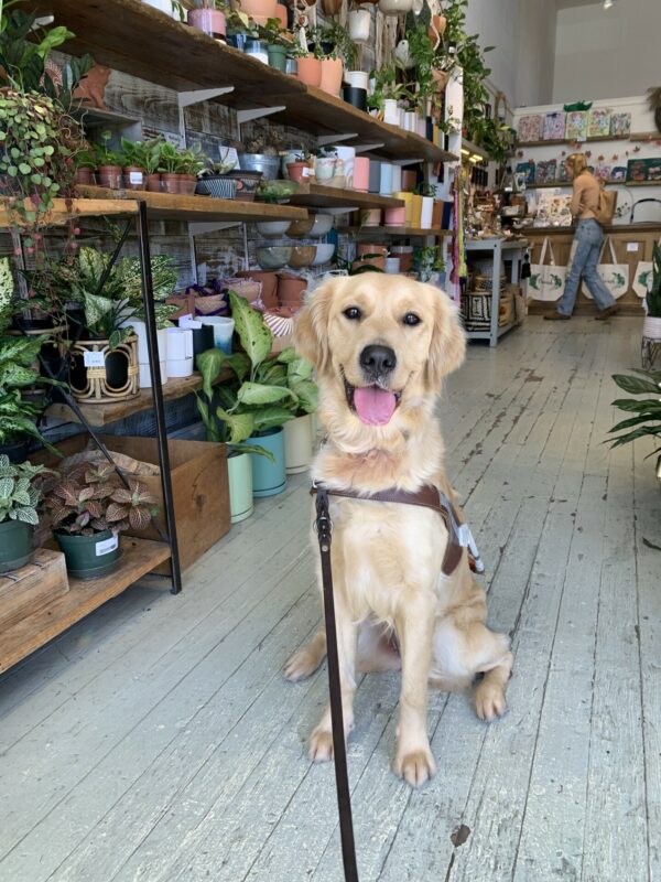 Diane sits in harness sporting a big smile while in a local plant shop.