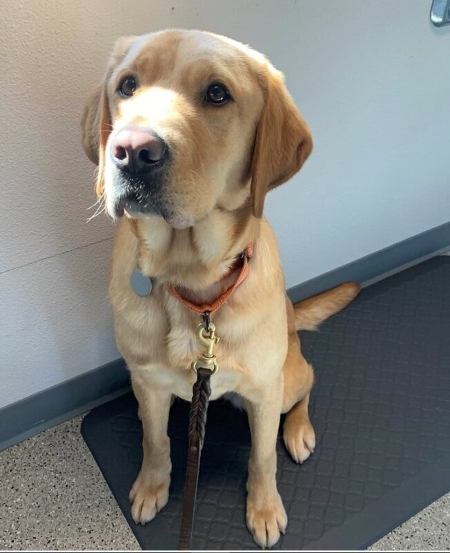 Adorable yellow lab Dorothy sitting with a sunbeam on her nose