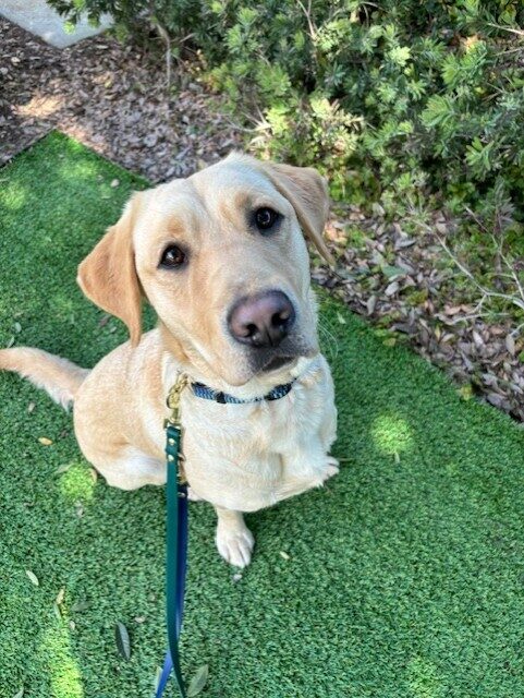 Emma sits on a patch of green turf. There is other foliage visible behind her. She is looking up at the camera with anticipation.