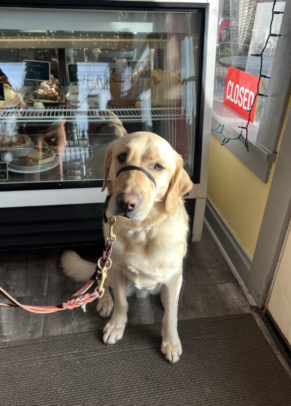 <p>Felton accompanies his foster family to a pet-friendly bakery in the neighborhood.</p>
