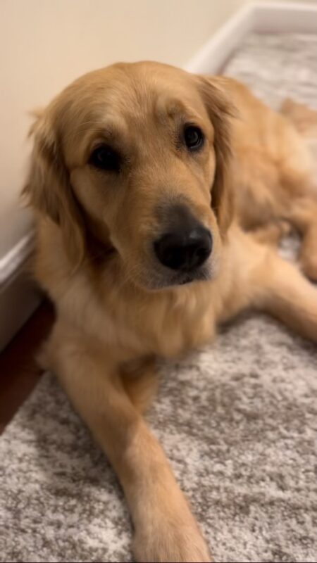 <p>Figgy relaxes in her foster home, laying on a rug and looking into the camera.</p>