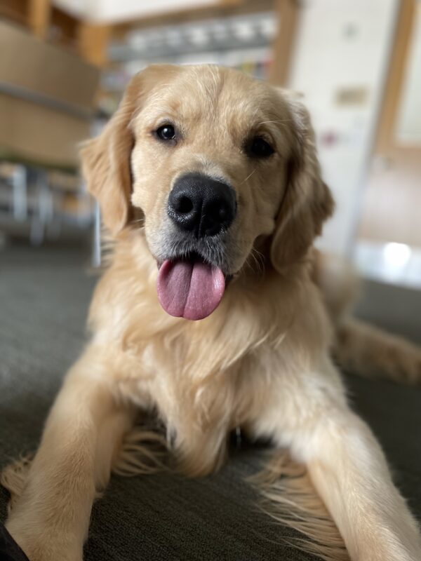 <p>Finland lays on the carpet looking at the camera with his mouth open wide and his tongue hanging out like he is smiling.</p>