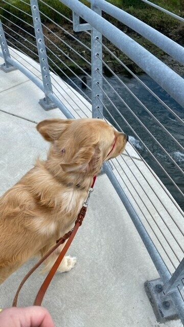 <p>Finland looks down at a river from a viewpoint. It is a windy day and his hair and ears are blowing backwards in the breeze.</p>