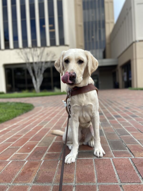 Yellow Lab Flo sits in harness on a brick pathway downtown, long tongue licking her nose adorably