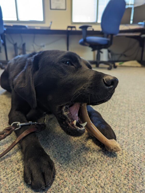 Francesca lays on an office floor chewing on a Benebone.