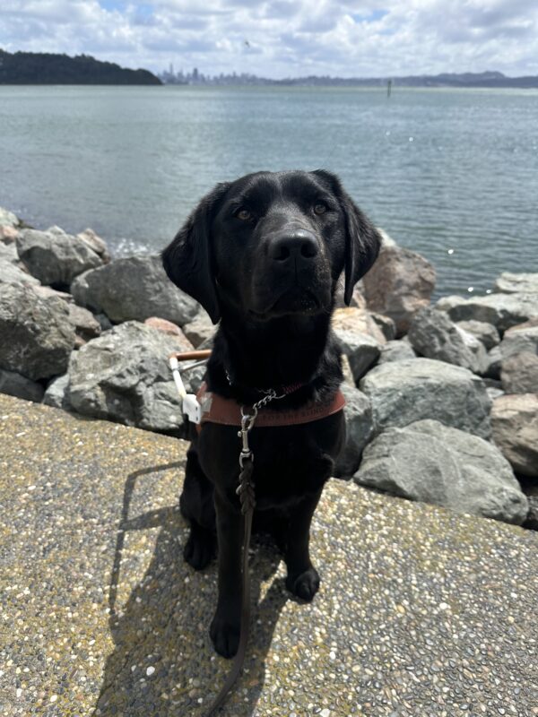 Francesca sit in harness with the San Francisco Bay behind her. She poses perfectly as she wait for her food.