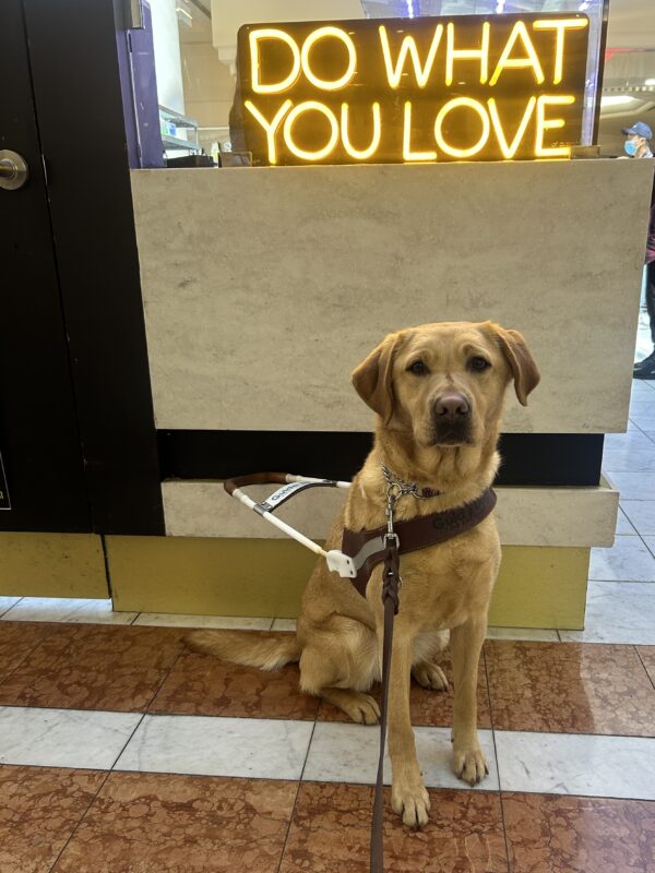 Ceviche is seated in harness in front of a counter, looking at the camera. Above her head is a neon yellow sign that says 
