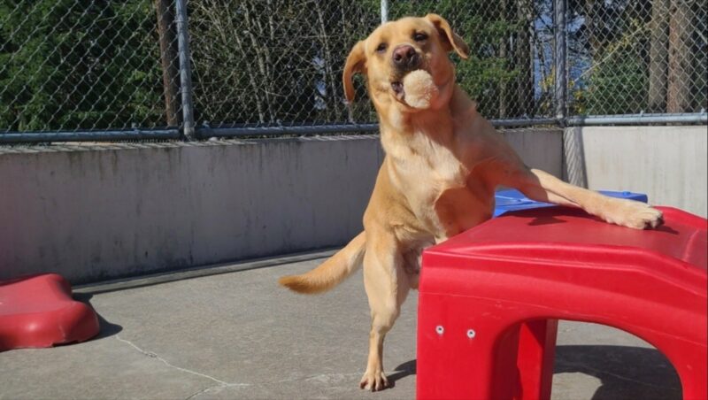 <p>Gazpacho has a bone in his mouth, sticking straight out towards the camera. He has a comical expression on his face as he is looking cross-eyed at the bone with his ears flopping as he plays. He is in the process of backing off of a red play structure in the community run play yard.</p>