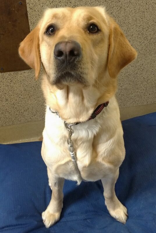 Yellow Lab Harlow is sitting on a bright blue dog bed looking intently up at the camera.