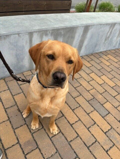 Hastings sits on a brick pathway. He is looking past the camera (probably at a tasty food reward). His eyes are in a squint.