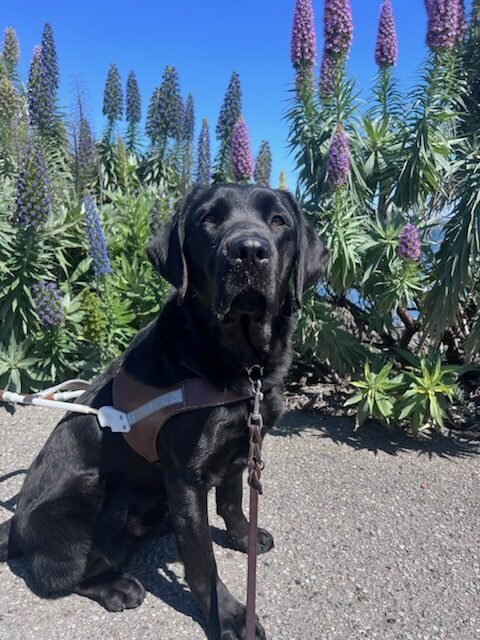 Herschel sits in harness out in a trail path. Big purple flowers can be seen right behind him as the sun beams down on his face.