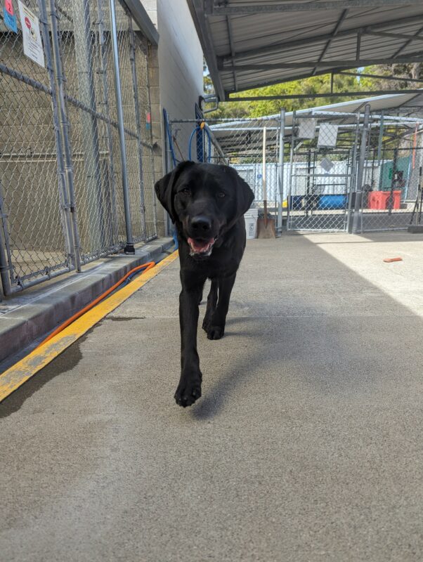 Herschel runs towards the camera in community run. His mouth is open with a smile as he searches for a bone.