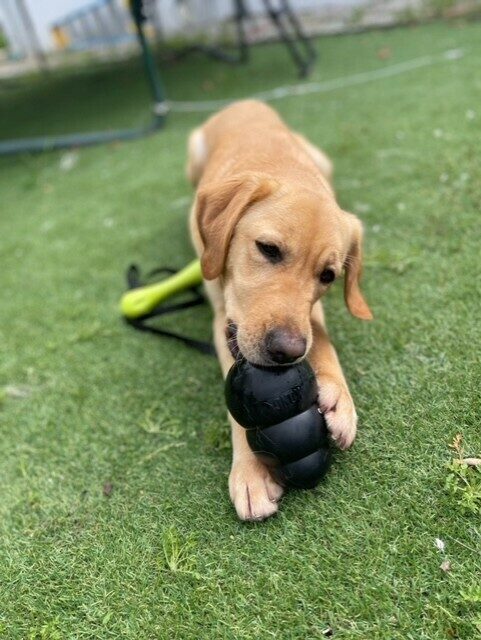 <p>Holiday relaxes on the grass, playing with a black Kong toy.</p>