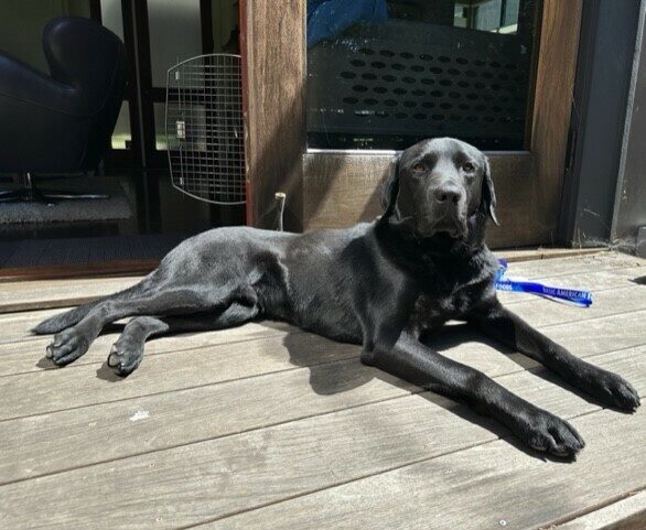 Holmes lays in the sun on a wooden deck facing the camera. He has a calm, relaxed expression and behind him is an open sliding door with a dog crate and furniture visible inside.