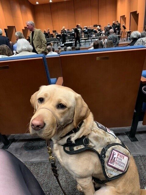 Honesty in her service dog vest at the opera!
