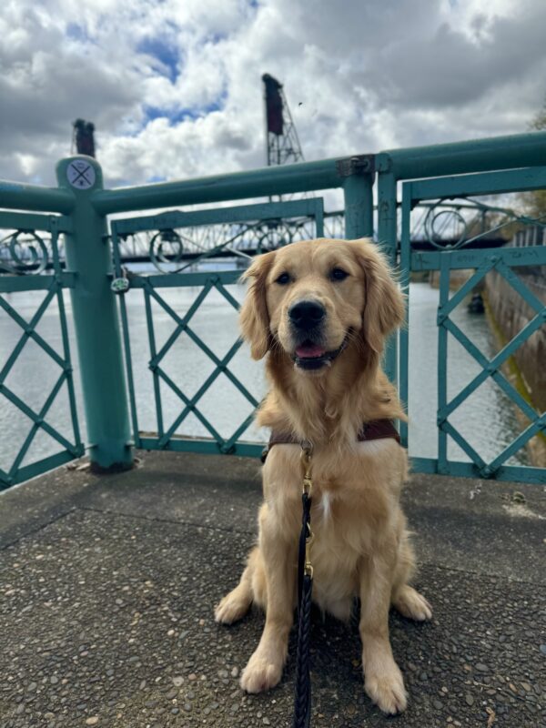 Yellow coated cross, Kubo, sits in front of the Willamette River wearing his harness. He is smiling and his tongue is slightly out. A bridge can be seen in the background.