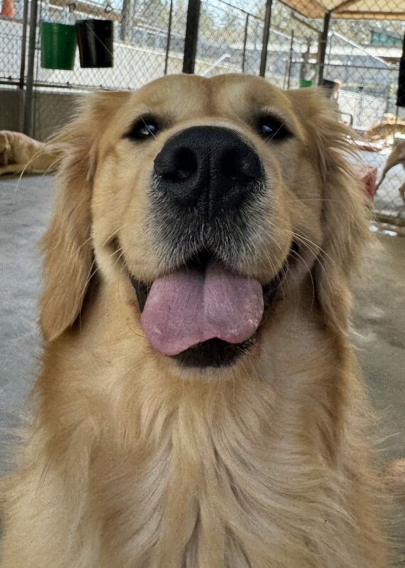 Yellow coated cross, Kubo, smiles with his tongue out at the camera in a portrait style photo.