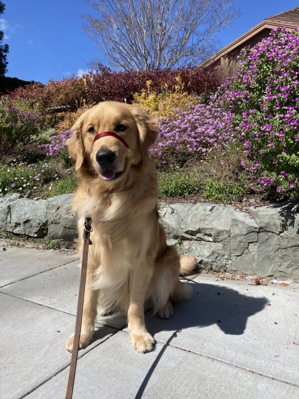Peyton sits in the middle of the frame, wearing his harness and head collar. He is looking toward the camera with his mouth slightly open and tongue peaking out. Behind him is an array of flowers.