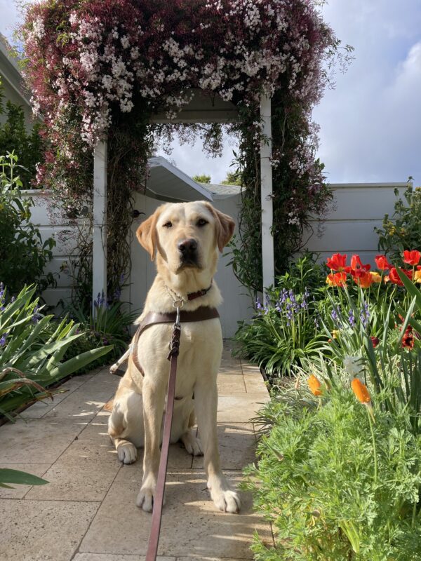 Cole, who is in the middle of the photo, sits in harness, facing the camera surrounded by an archway of pink flowers. On both sides of him are more spring greenery and tulips.
