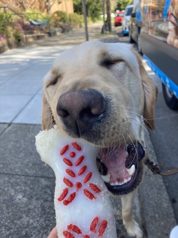 A close up of Cole, chewing on a white and red dog bone. The dog bone is being held up by the handler. He is mid-chew, mouth wide open, and his eyes ares closed.