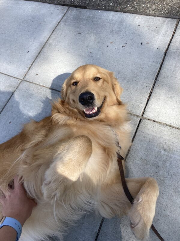 A close up of Peyton who is laying down on his side with his head up toward the camera. His legs are in the air as he enjoys belly scratches.