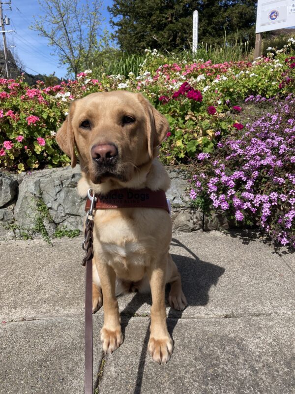 Anne sits in the middle of the frame, in harness, while looking towards the camera. She is surrounded by an array of colorful spring flowers.