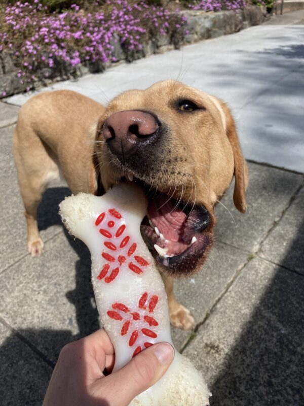 A close up of Anne who is mid-chew on a Nylabone, that is held up for her. She is looking towards the camera as she enjoys her bone.