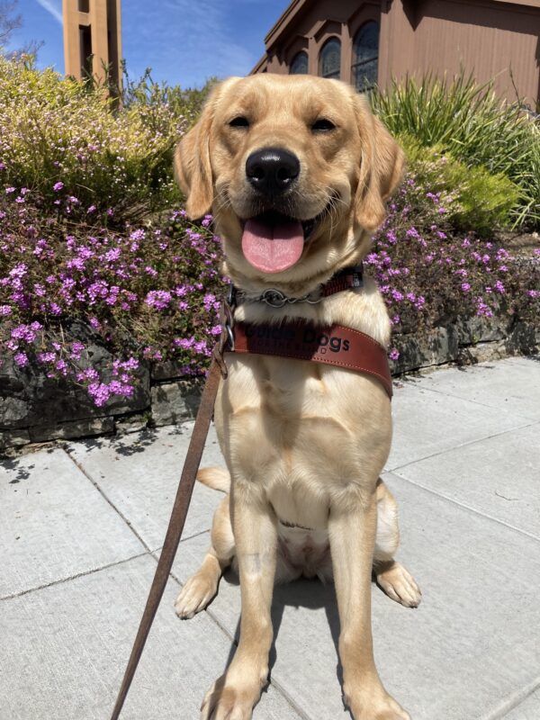 Loyal is positioned in the middle of the photo wearing her harness in a sit. She is looking directly at the camera with mouth open and tongue out. Behind her is wall of flowers in various colors.