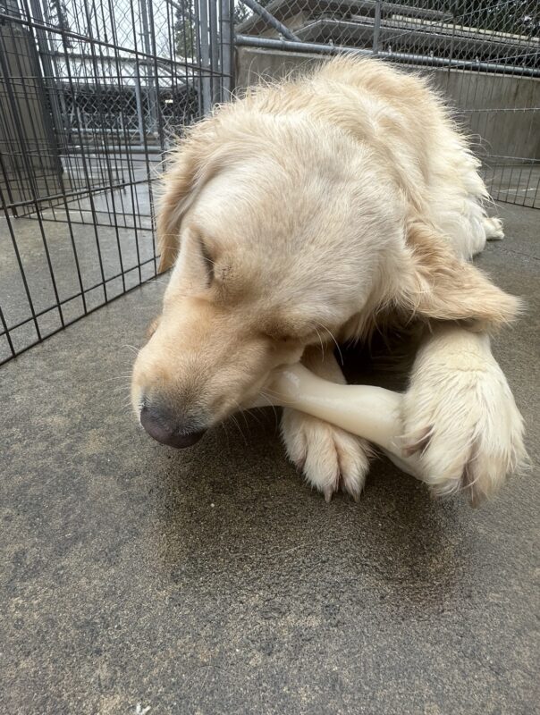 A closeup of Strawberry laying down and chewing on a nylabone in community run on the Oregon campus.