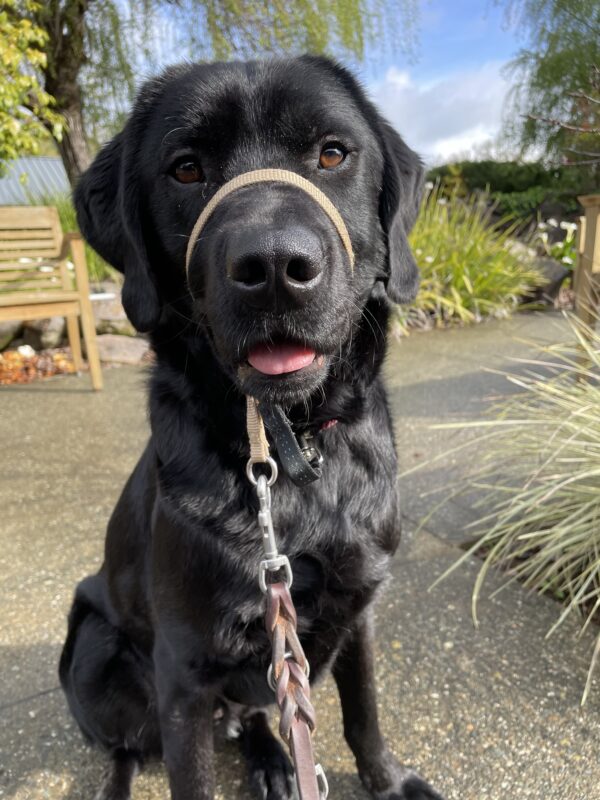 <p>Aramis sits in the courtyard on the GDB campus. He is wearing a tan Gentle Leader and his tongue is peeking out in a relaxed pant. There is green foliage in the background.</p>