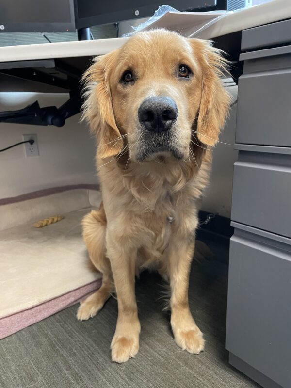 <p>Willard peeks out from under a desk in the office. He is sitting next to a file cabinet with a pink and cream dog bed behind him.</p>