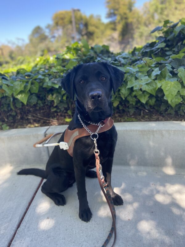 Black Lab Izzy sits alert in harness on a shady pathway in front of green ivy.